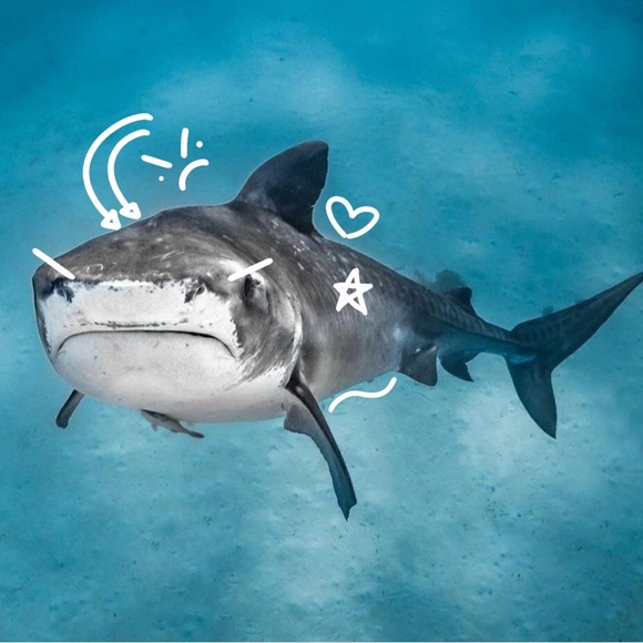 Meet your Posher, Antonella - Picture 1 of 1